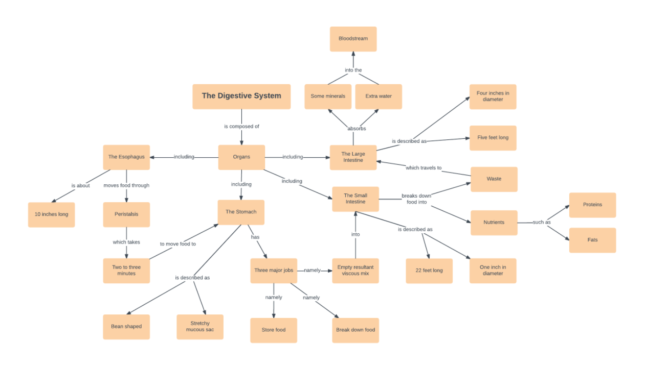 Digestive System Concept Map Template