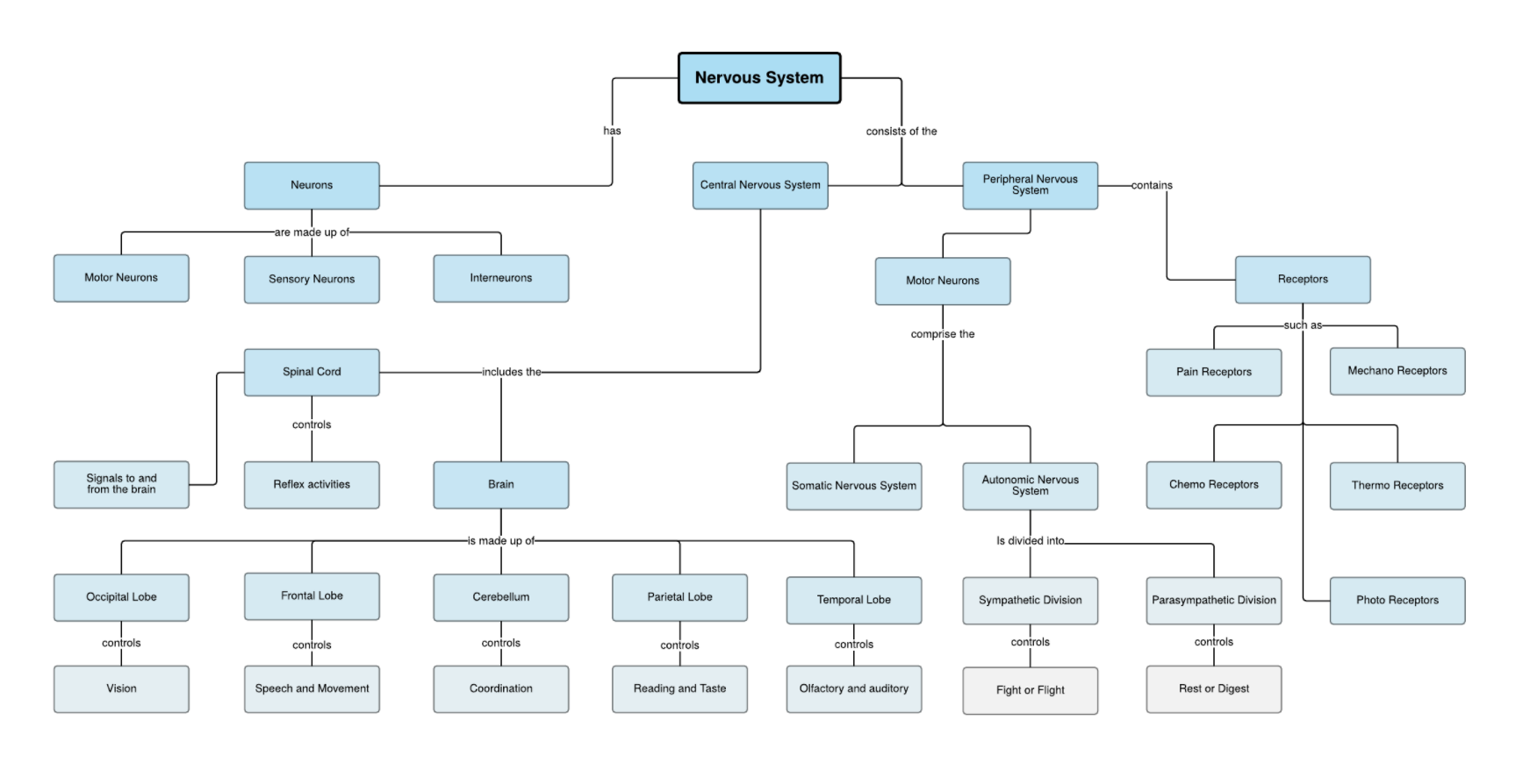 Nervous System Concept Map Template