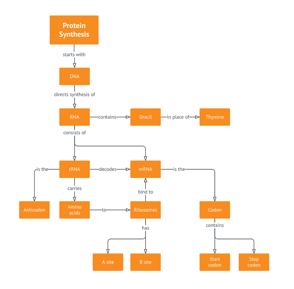 Protein Synthesis Concept Map Template